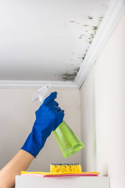 El Cajon, CA Mold Removal Company